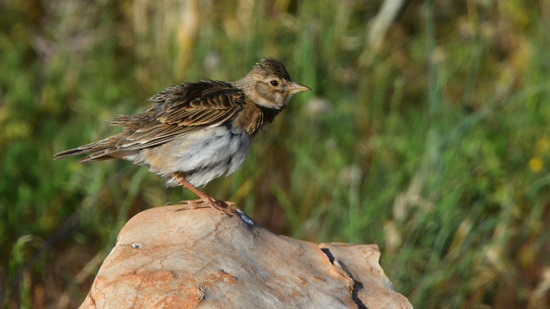 Calandra Lark — Ana fotoğraf